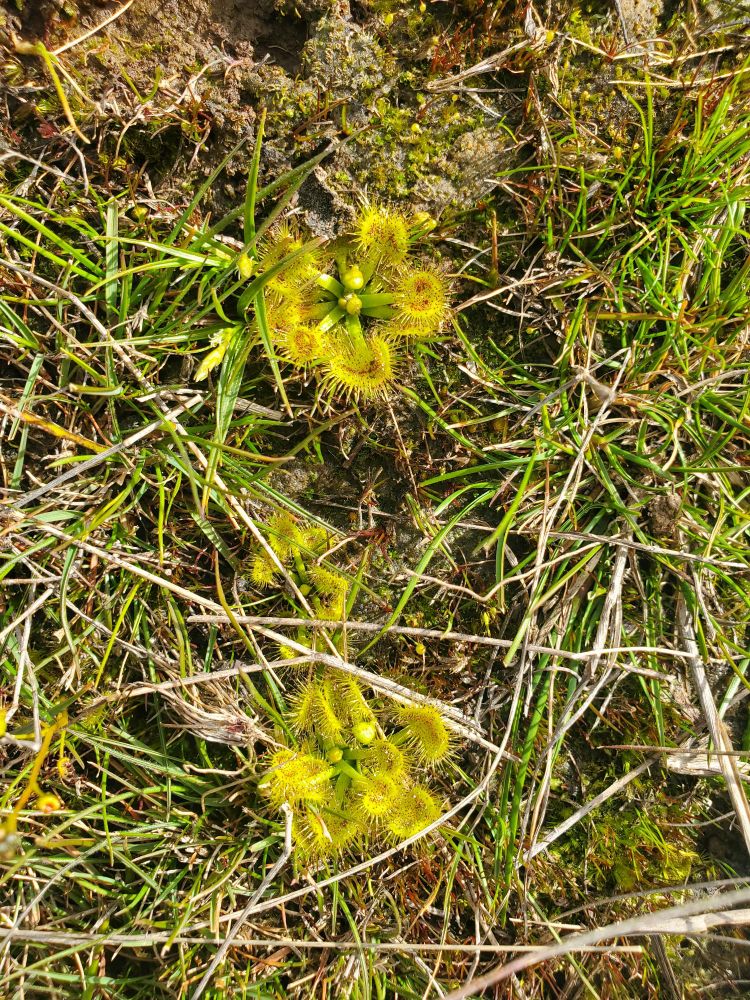 Two bright green sundews with a little one in between.