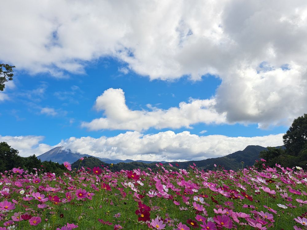 とっとり花回廊のコスモス