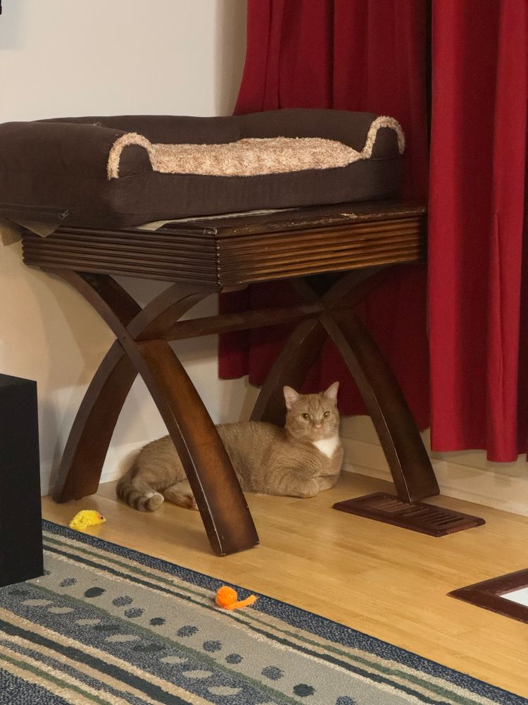 My male orange cat Apollo laying underneath a table with a cat bed on top of it.