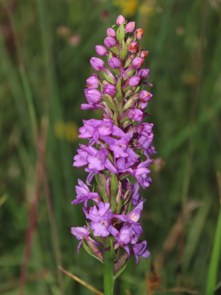 Gymnadenia densiflora