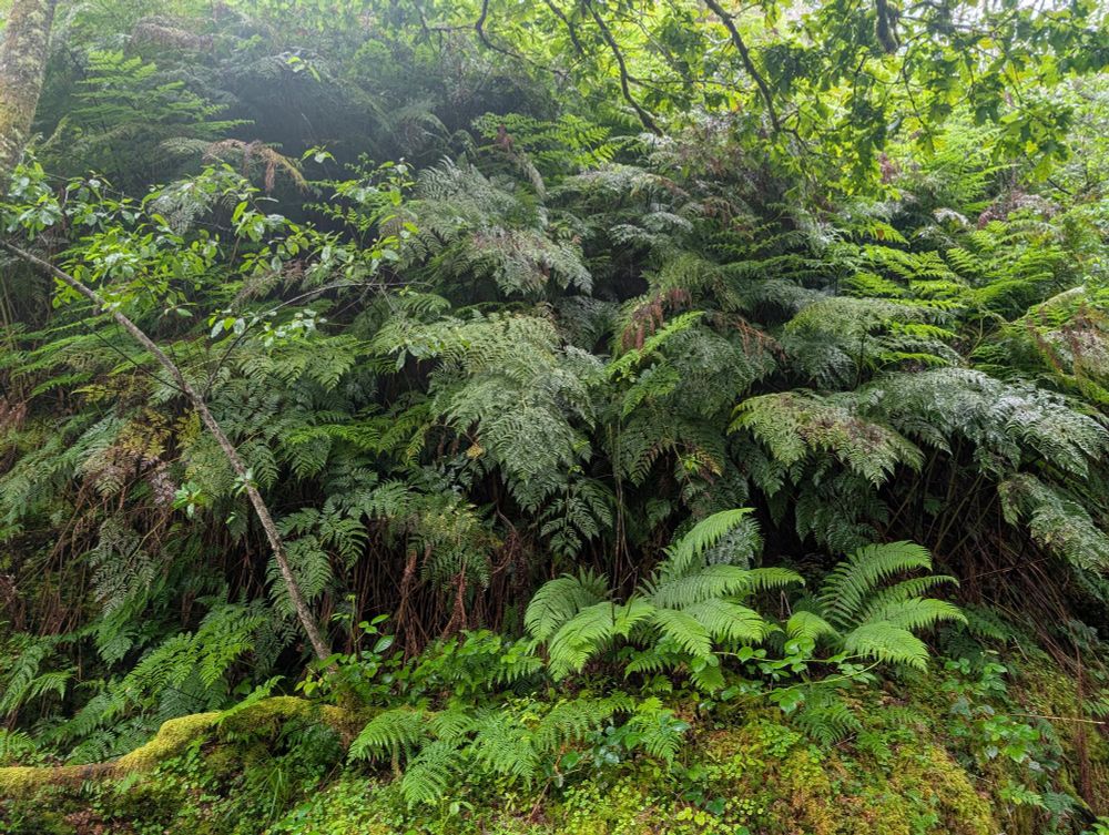 Culcita macrocarpa community in Nueva (Llanes, Asturias) (photo: Eduardo Fernández Pascual)