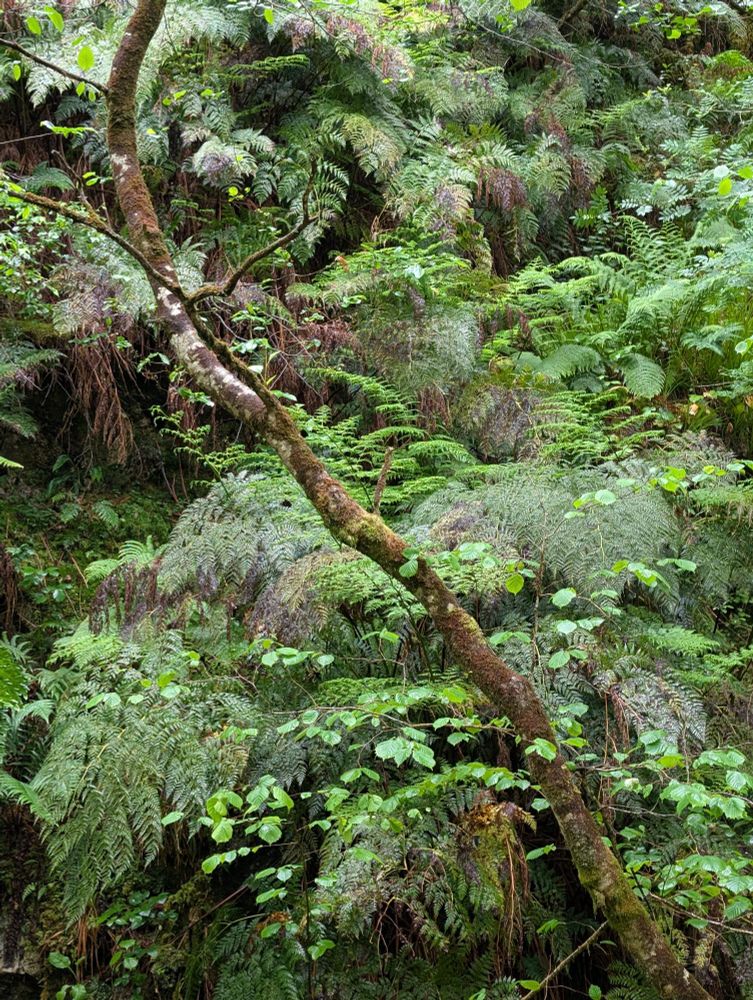 Culcita macrocarpa community in Nueva (Llanes, Asturias) (photo: Eduardo Fernández Pascual)