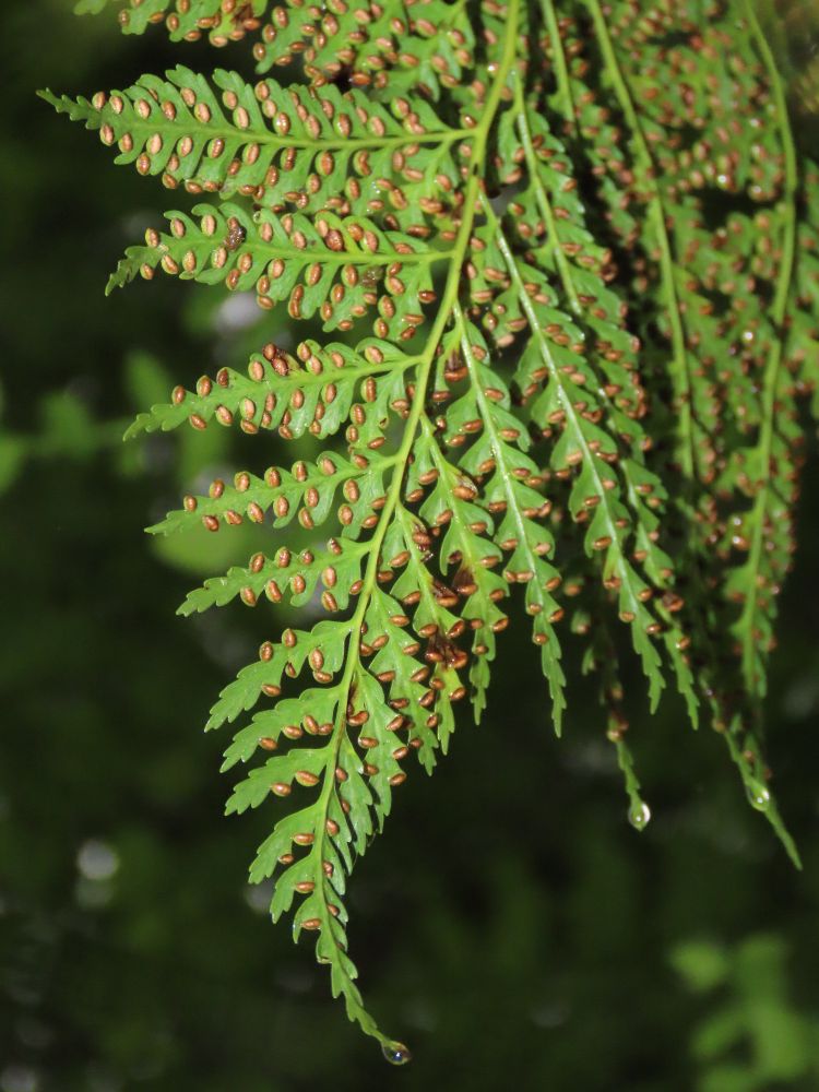 Culcita macrocarpa