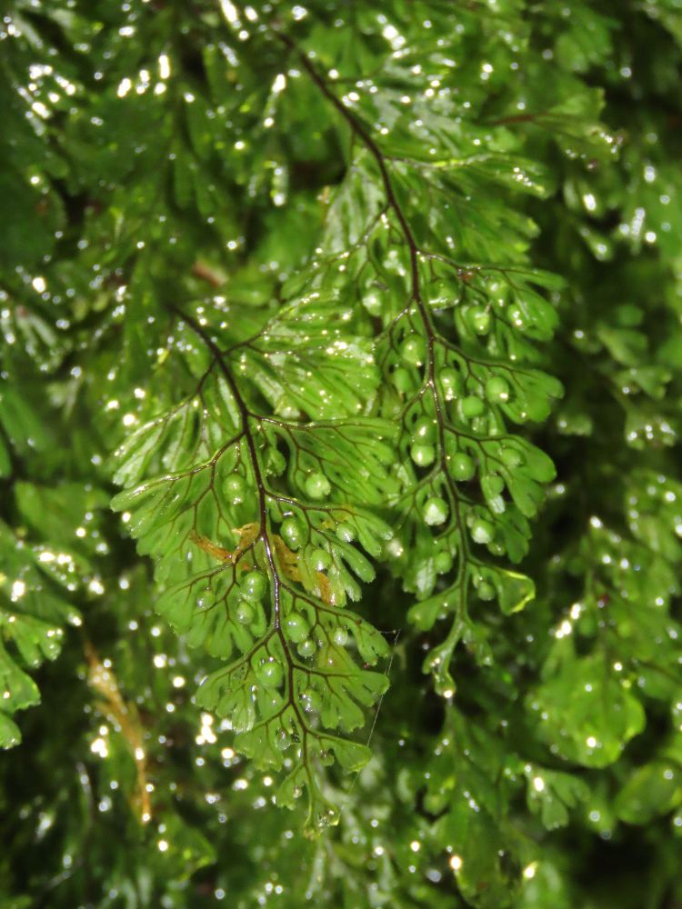 Hymenophyllum tunbrigense
