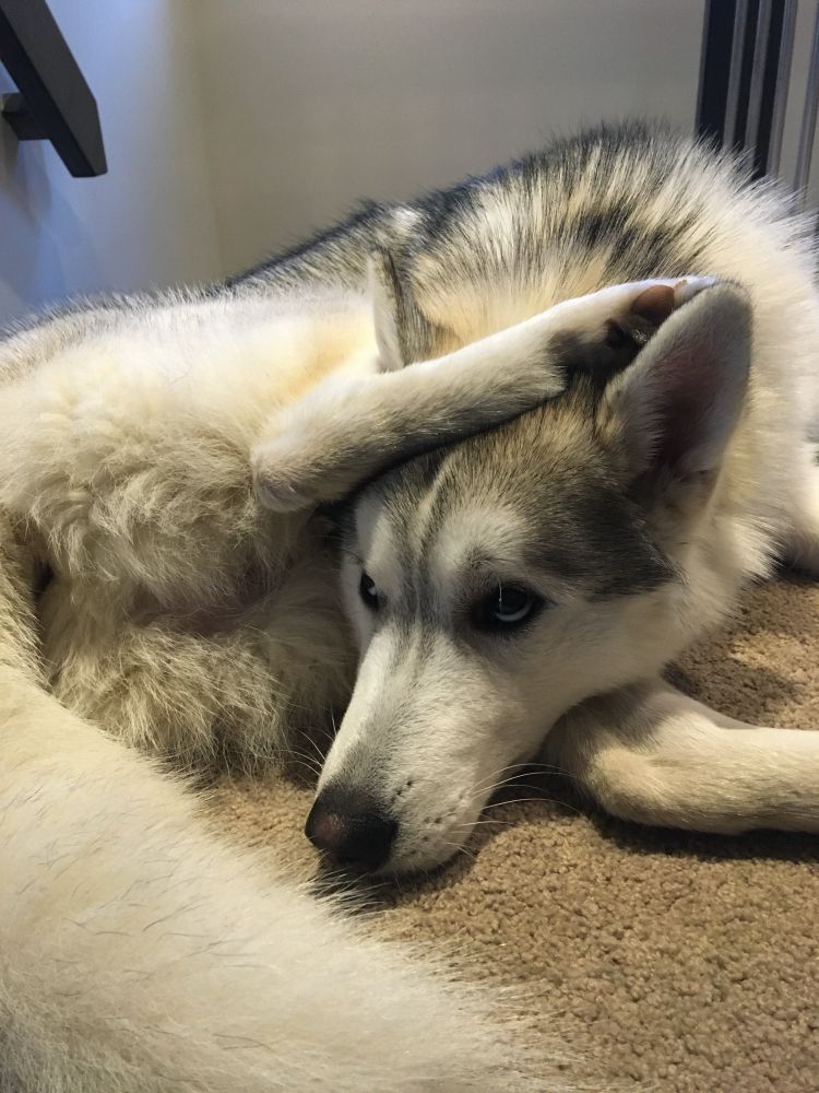 A white and grey Siberian husky sitting on a beige carpet, with his head resting on one back leg and the other back leg over his head, making a pretzel shape 