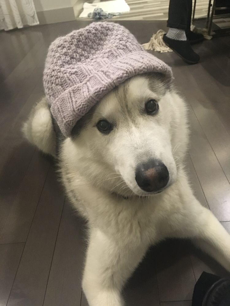 A white husky lying down wearing a lilac knitted toque