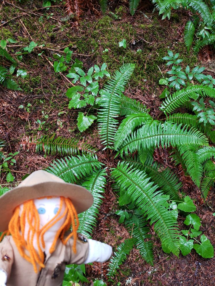 Ranger Sarah found some Western Swordfern (Polystichum munitum). learn about it at https://easyscape.com/species/Polystichum-munitum(Western-Swordfern)
