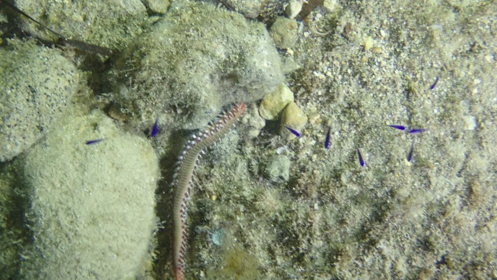 A bearded fireworm hiding next to a rock, waiting to sting the bejesus out of anyone dumb enough to touch it.