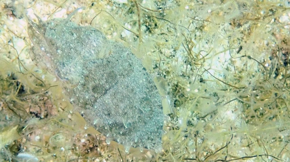 Small cuttlefish partially camouflaged against the sea bed.