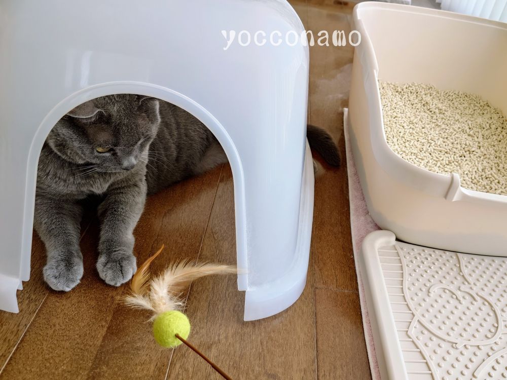 猫トイレフードの下から、ネコジャラシを狙う愛猫