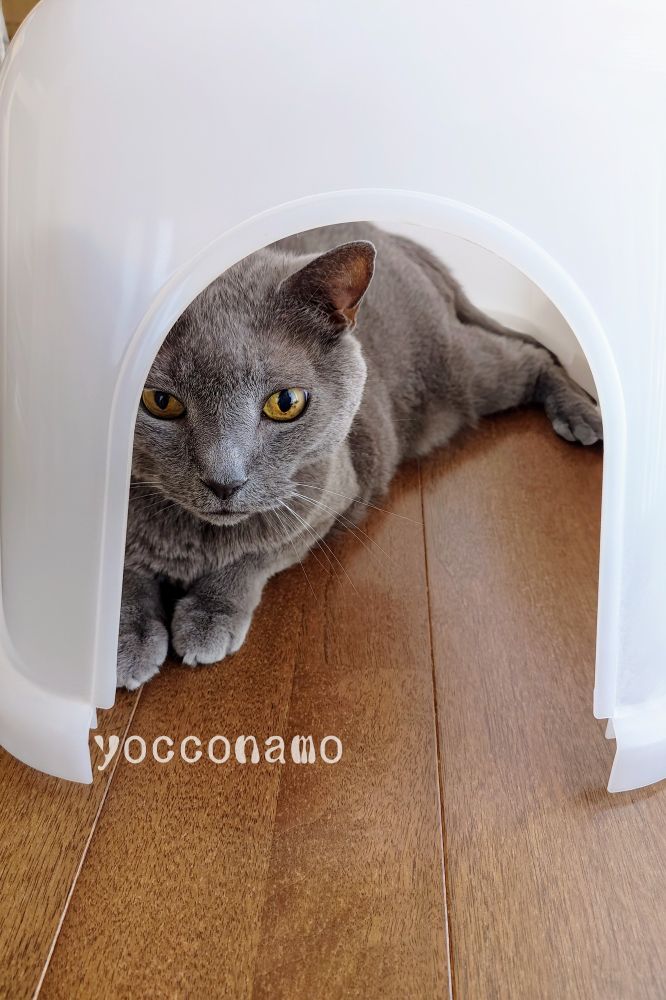 床に置いた猫トイレのフード部分に入っている愛猫