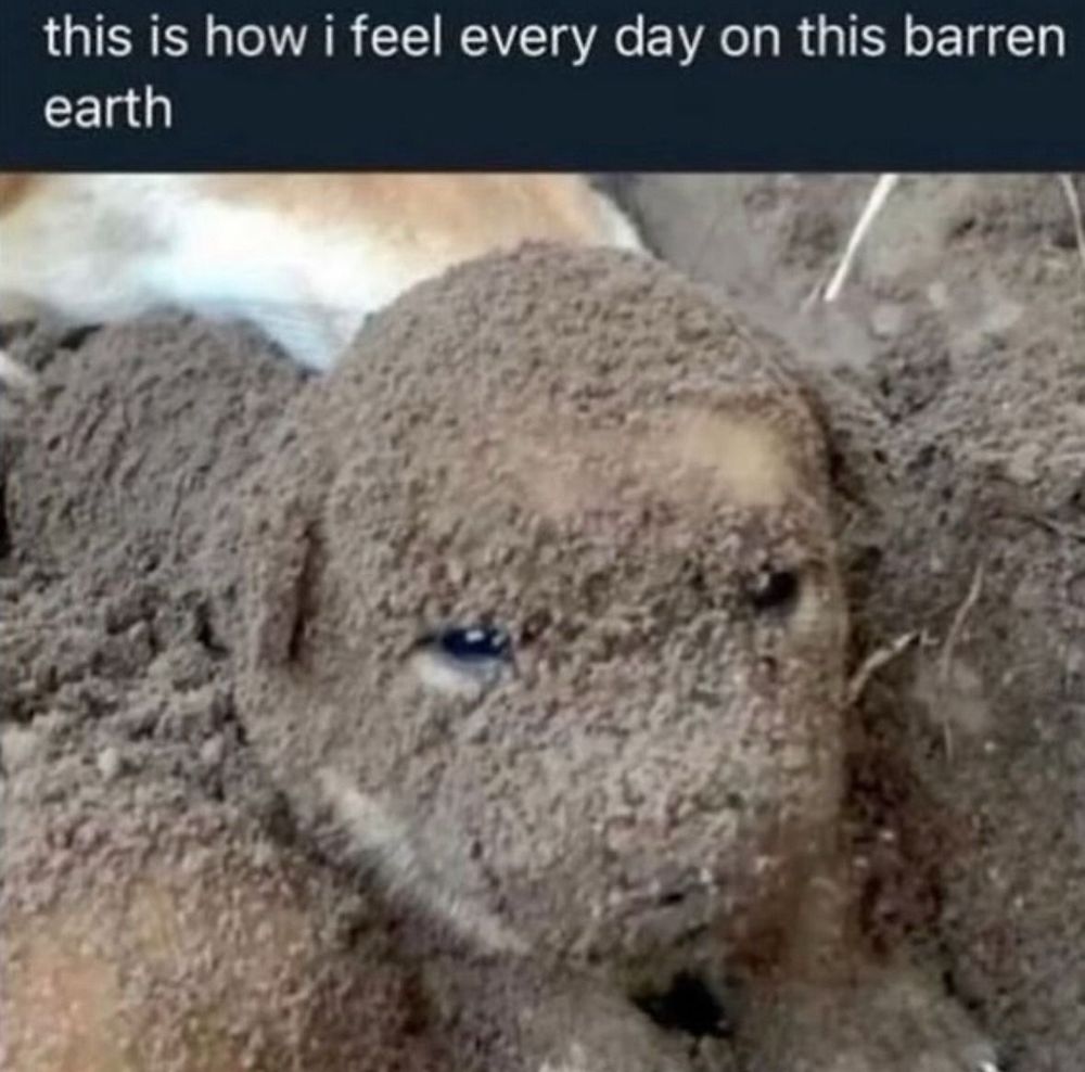 screencap of a tweet. text at the top says "this is how i feel every day on this barren earth" while a photo of a puppy covered in mud with a disgruntled look is below it.