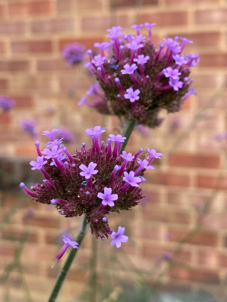 A close up photo of two Verbena flower heads. 