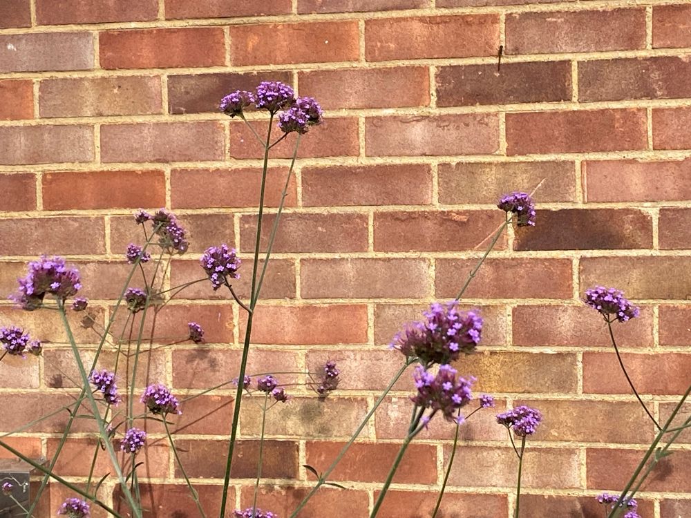 A group of tall Venena plants, their purple heads swaying in the breeze. 