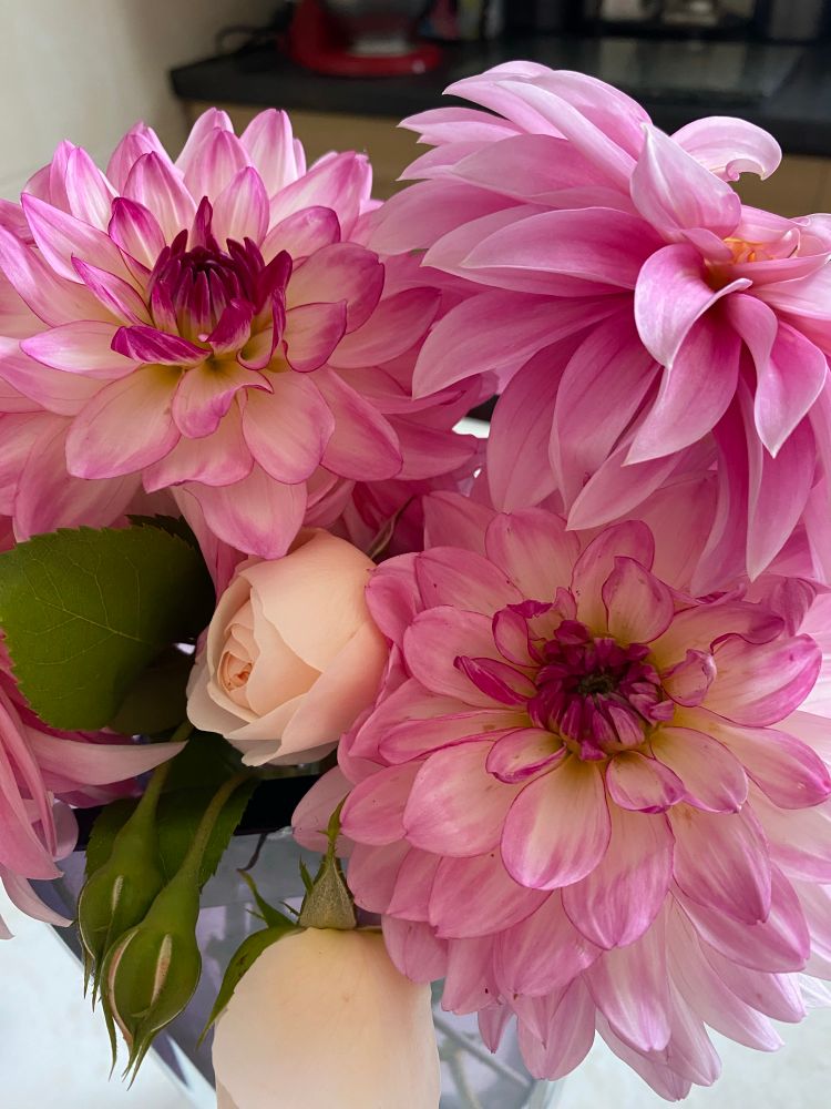 Close up photo of pink dahlias and white roses. 