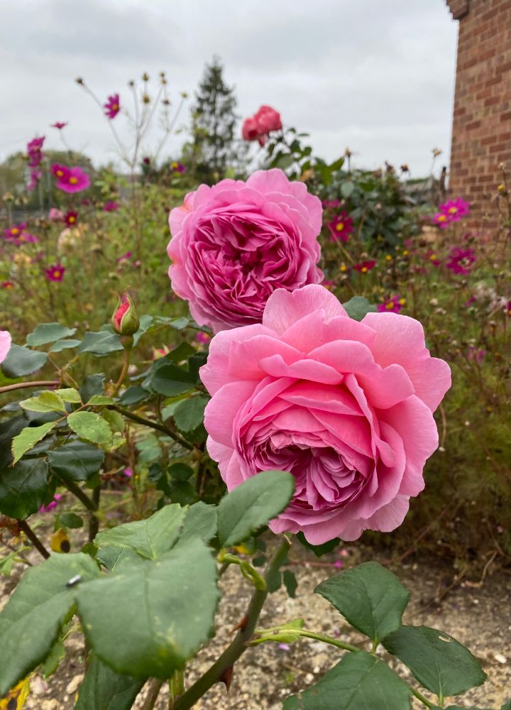 A pretty pink fragranced rose in my garden. The sky is grey and overcast. 