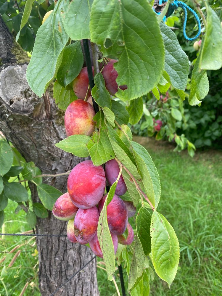 Plums hanging from a tree in my garden. 