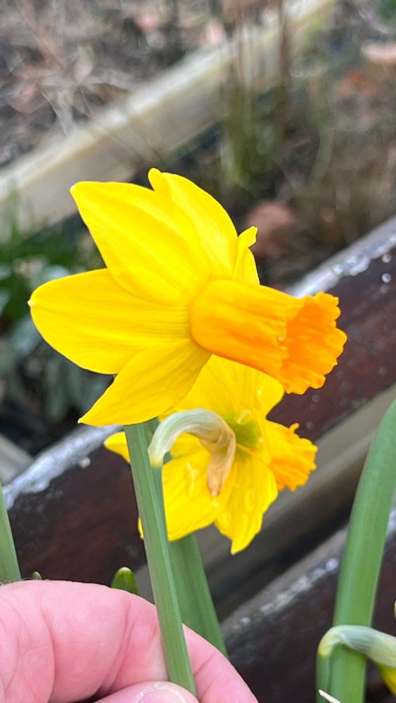 A yellow daffodil with an orange trumpet.