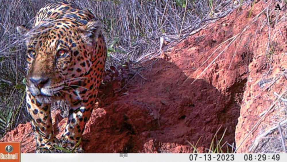 Registro inédito mostra onça-pintada usando toca de tatu-canastra para fugir do calor no Cerrado