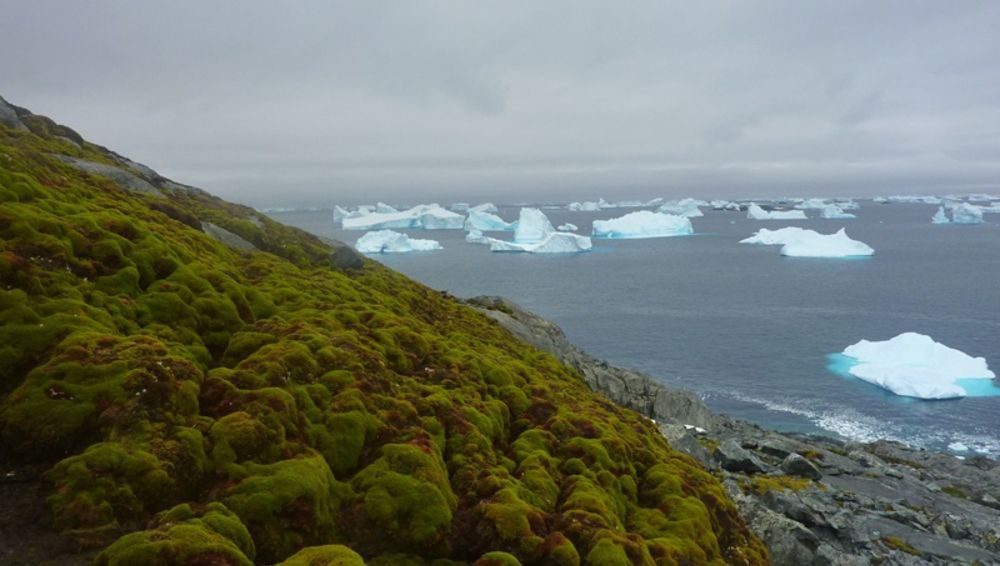 Esverdeamento da Antártica é sem precedentes, alertam cientistas