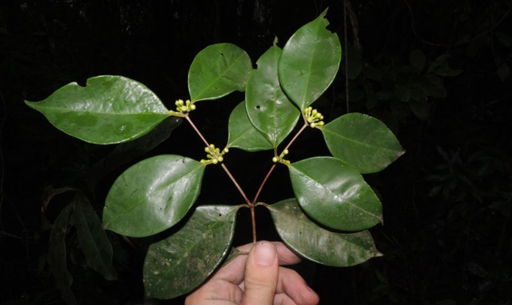 Descoberta no Brasil nova espécie de árvore frutífera, parente da jabuticaba: e só há uma dela no mundo