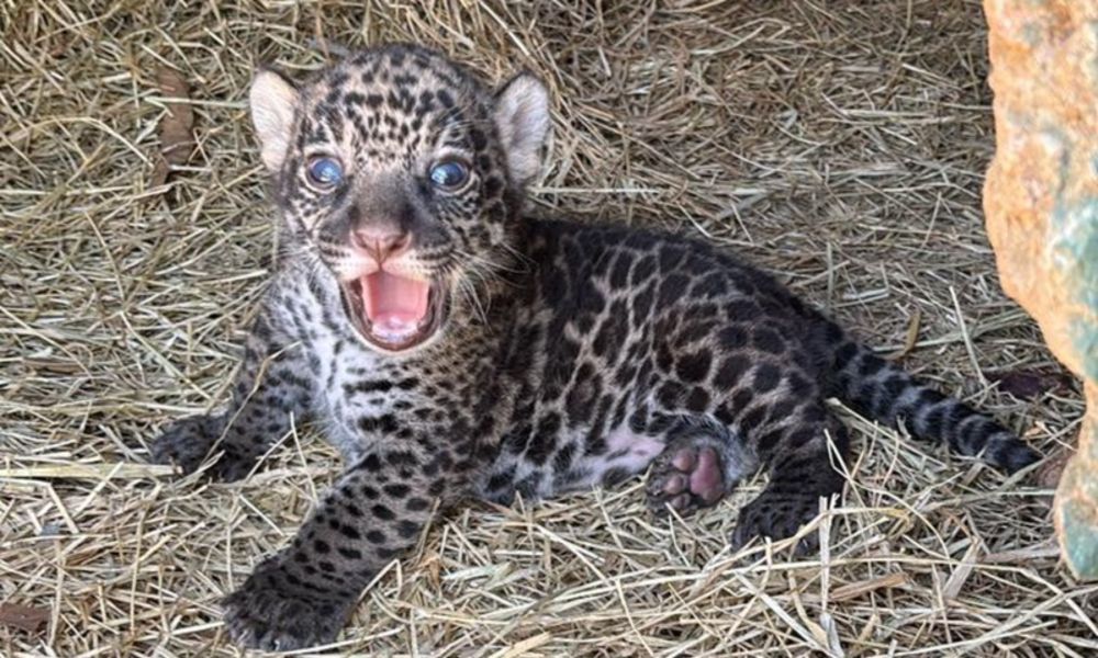 Nasce Erê, novo filhote de Amanaci, e com ele, a esperança de que sua linhagem volte ao Pantanal