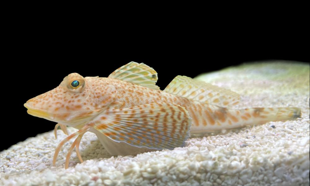 Peixe "com pernas" possui sensores para encontrar alimentos no fundo do mar