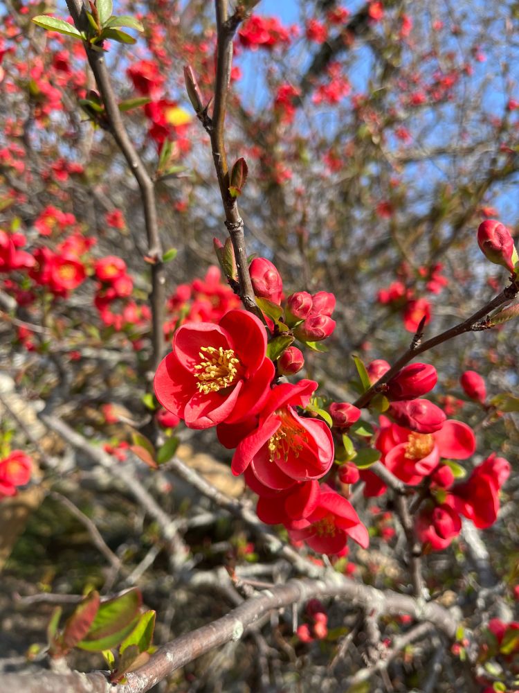紅梅の花