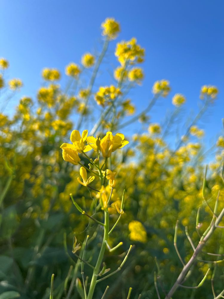 菜の花