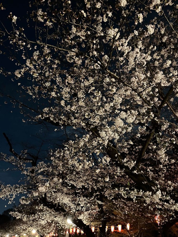 夜桜