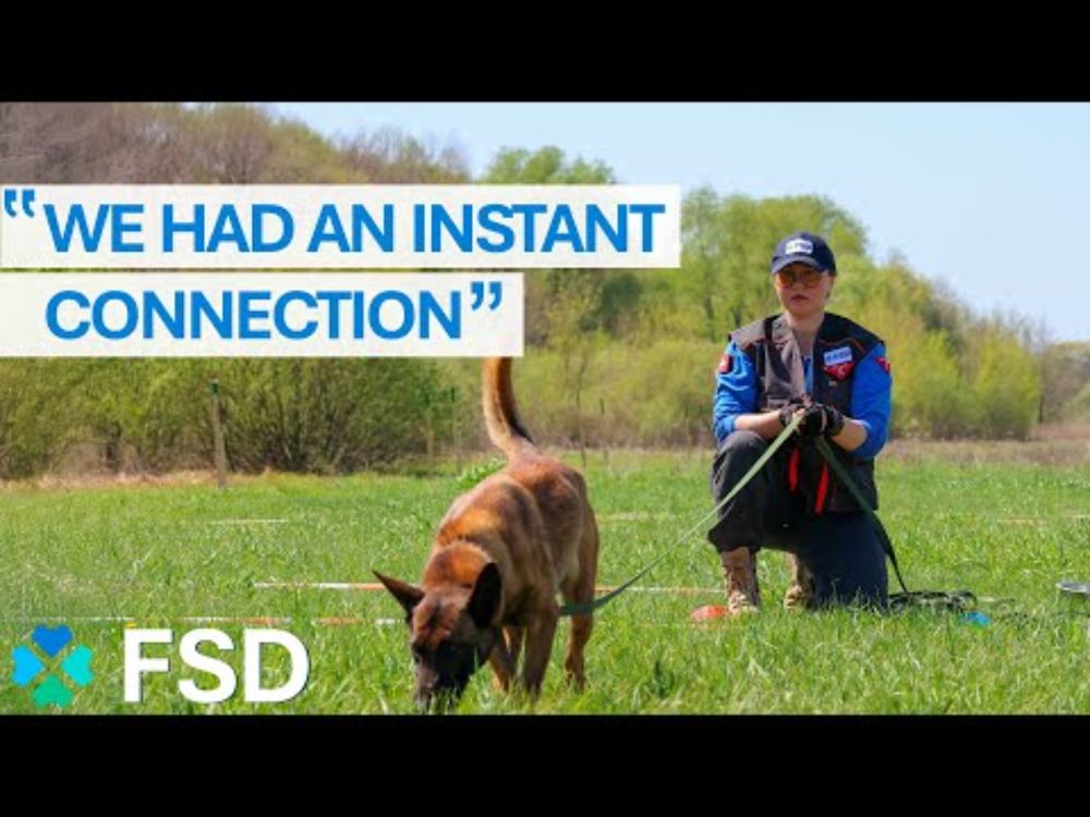 Mine detection dogs in training: meet our new team!