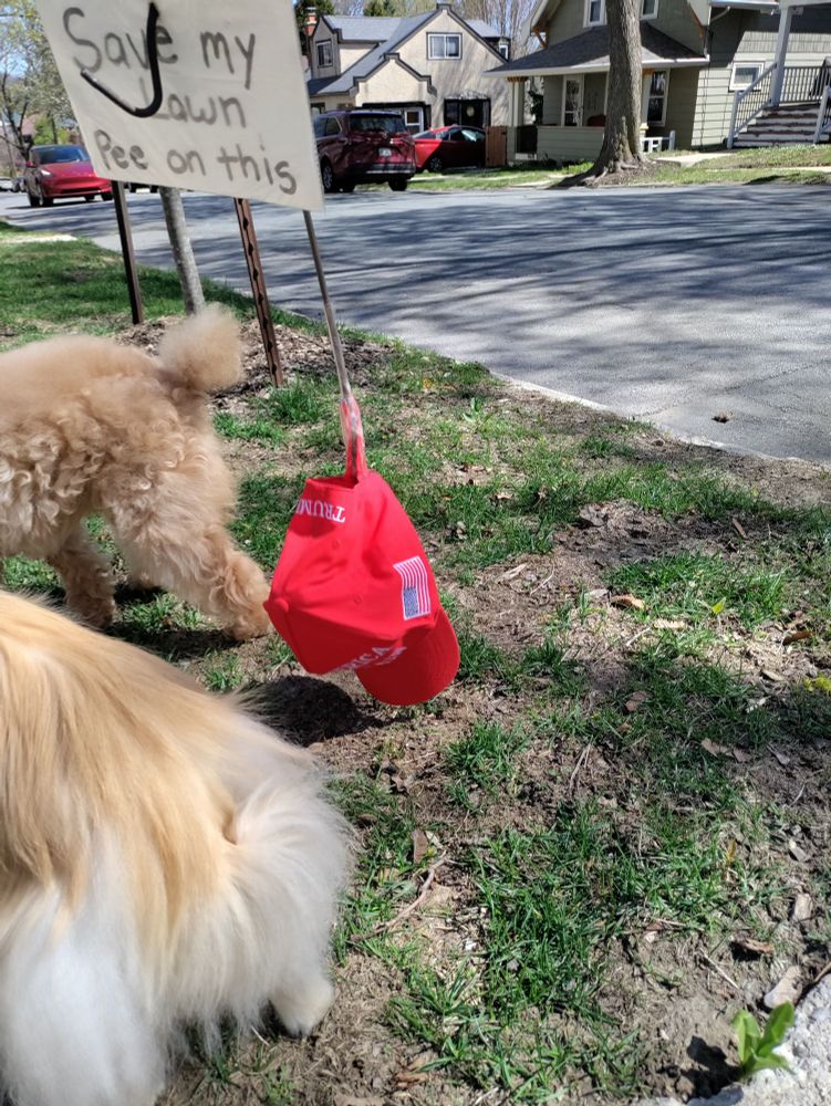 MAGA hat in someone's yard with a sign reading "Save my lawn, pee on this".