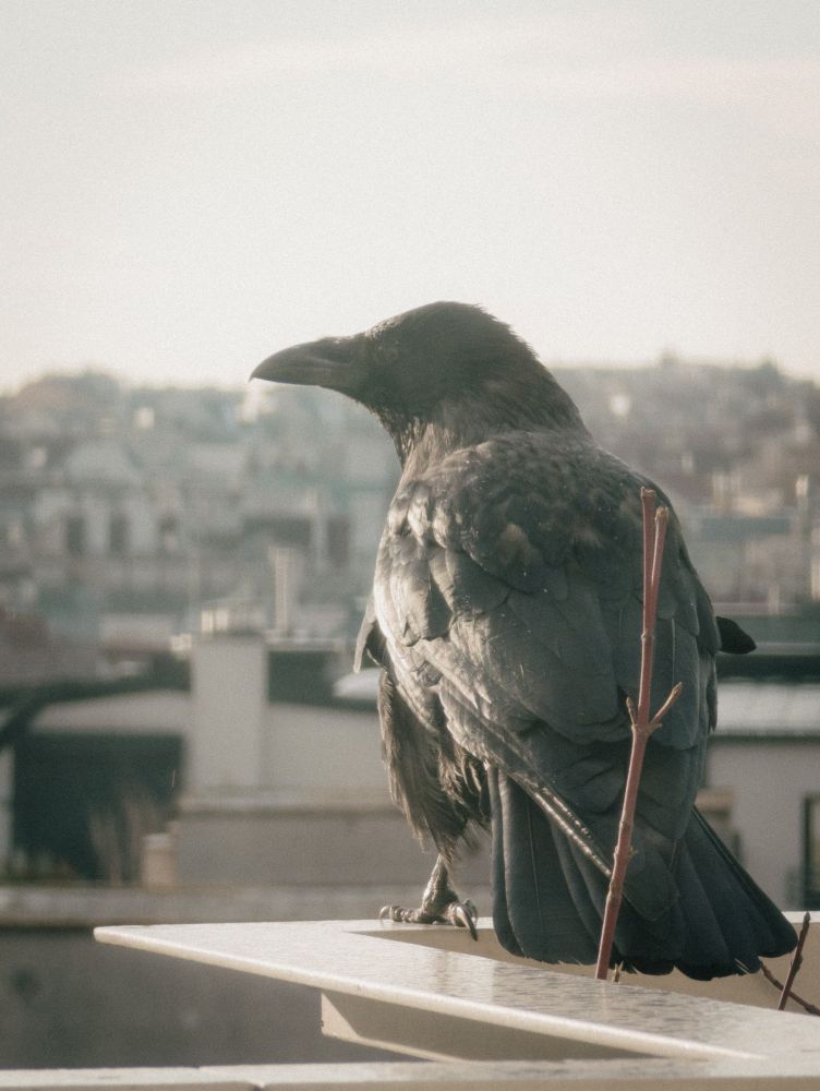 Krähe am Balkongeländer, von hinten über die Schulter blickend.