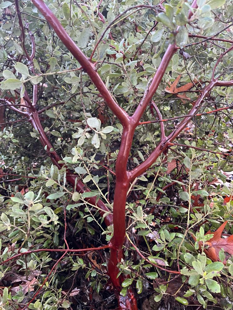 more glossy deep red manzanita bark 