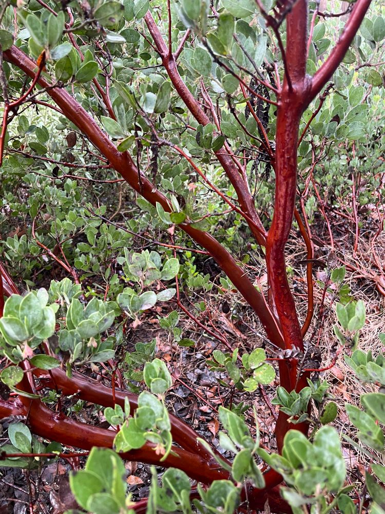 glossy deep red manzanita bark 