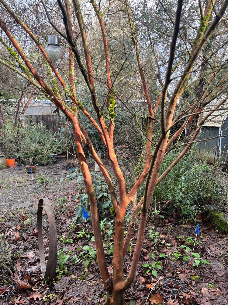 Lagerstroemia (crepe myrtle) ‘Natchez’ with winter sun on its gleaming orange bark 