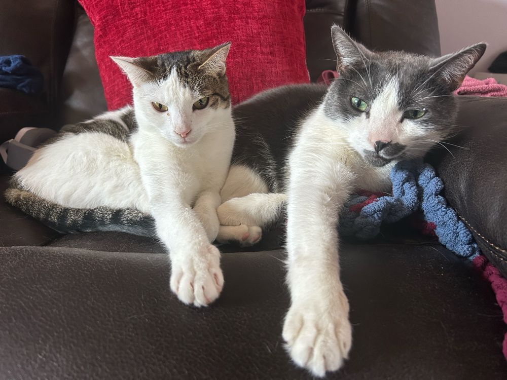 Howl, 1-yr old patchy tabby cat, & Yuki, 9-yr-old grey/white cat, laying closely next to each other in the same position with their right front paw outstretched over the dark brown leather couch they’re on.