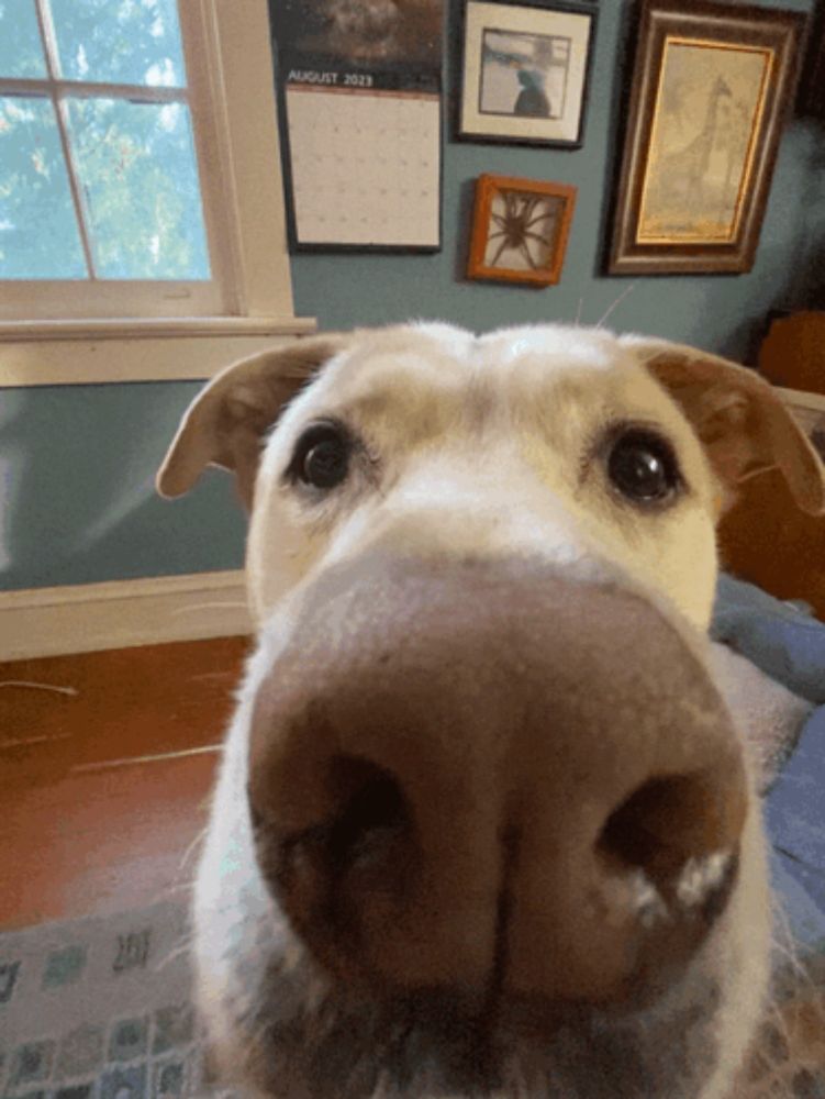 a close up of a dog 's nose in front of a calendar that says august