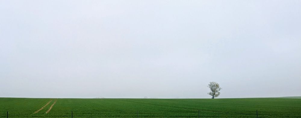 Panoramabild, grünes Feld, nebliger Hintergrund und Himmel, ein einsamer Baum.