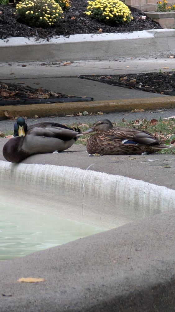 A close-up of two ducks sitting on a fountain