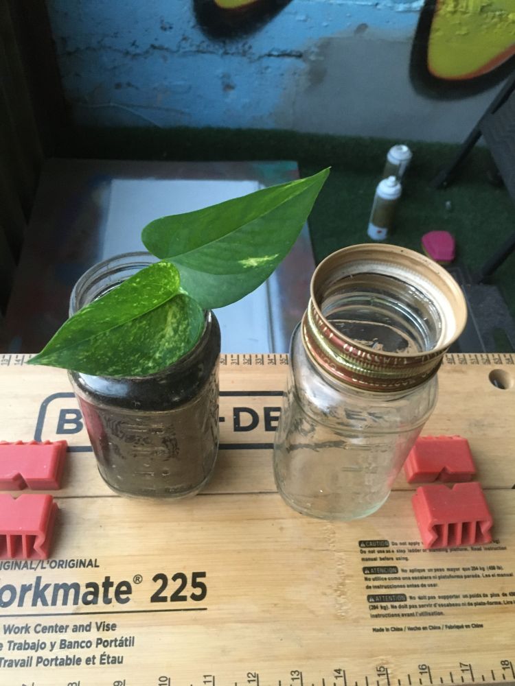 Two pasta jars, one with soil and plant vines sitting on top of a work bench outside, near a blue painted wall where on the grass carpet there is some spray paint and a freshly spray painted white canvas in the background.