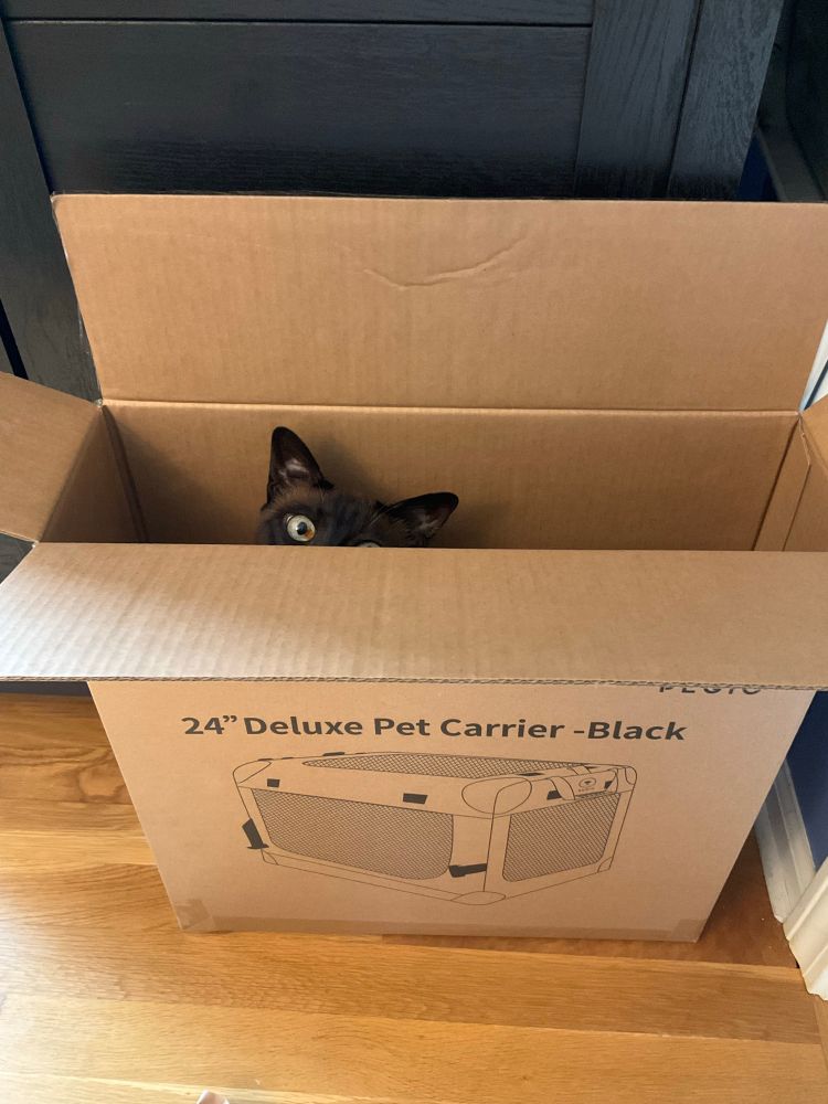 Apollo misunderstands that the box was for the pet carrier, not the actual carrier.