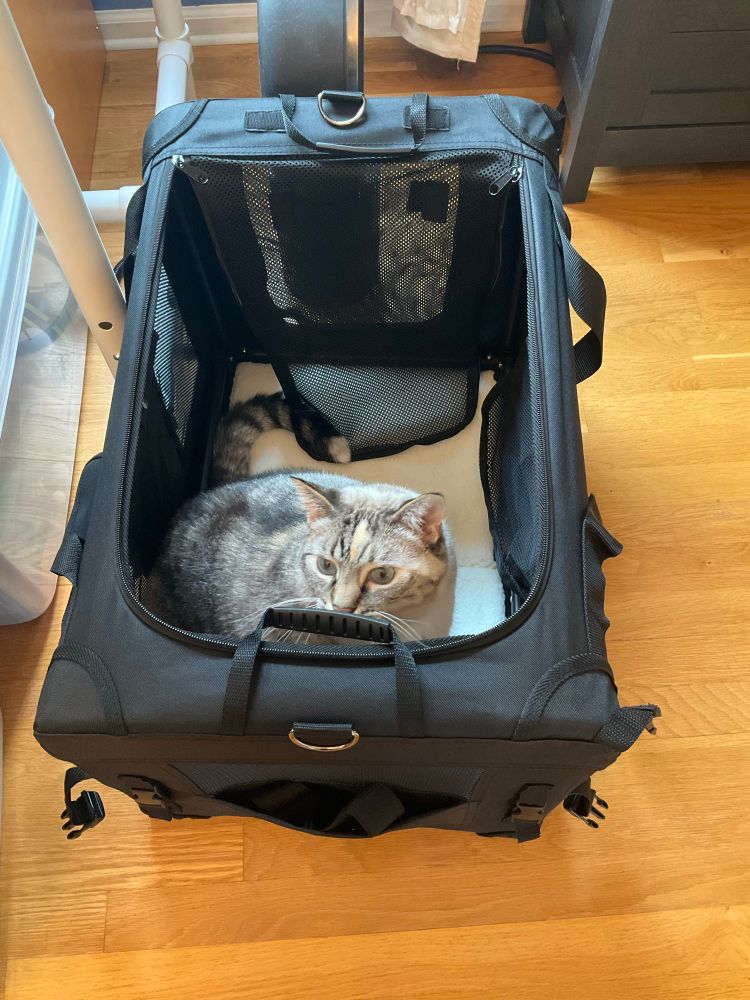 Harley modeling the correct carrier.

As I’m typing this, she has jumped out of the carrier and is now trying to get into the box