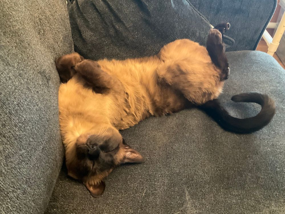 Mercury can get comfortable even upside down.  Ah, to be a cat