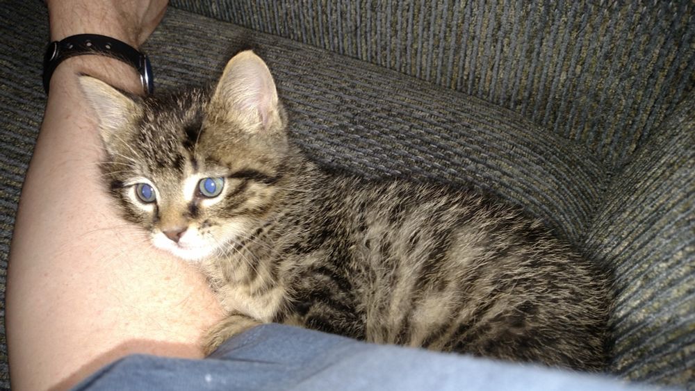 Puddin as a kitten