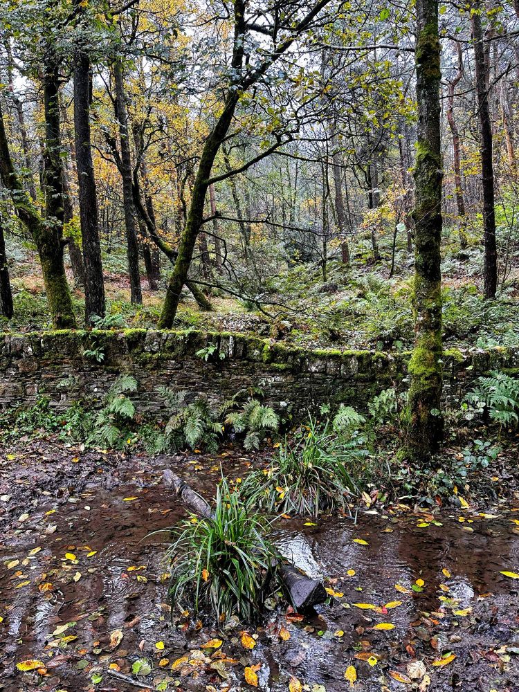 A muddy puddle in a damp woodland scene.