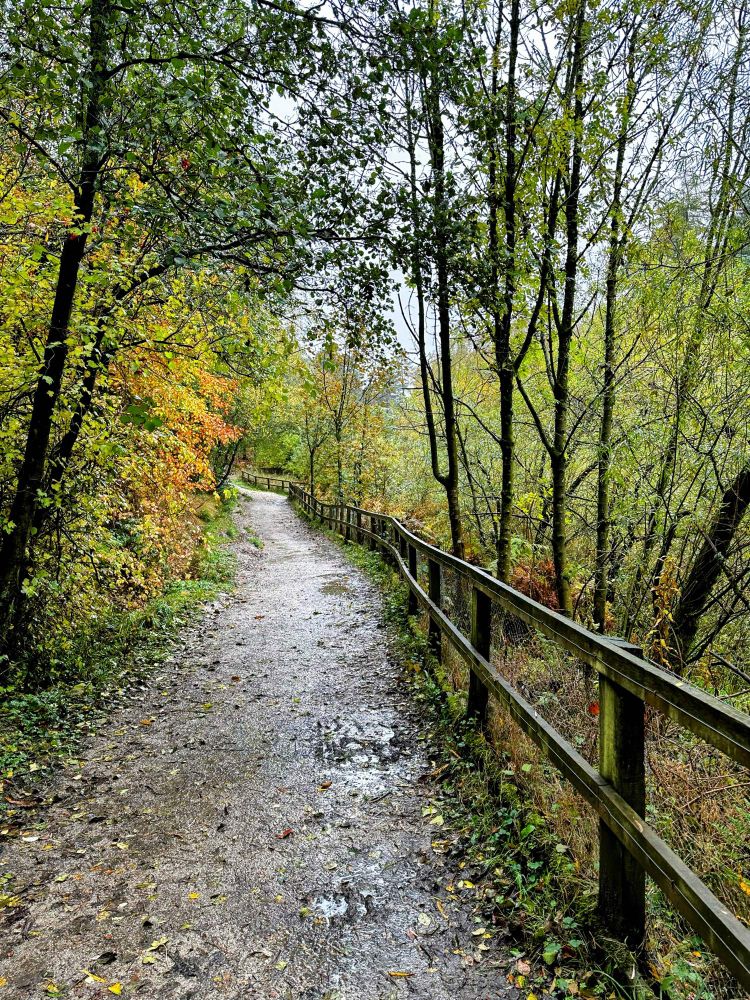 A fence-lined path through wet woodlands.