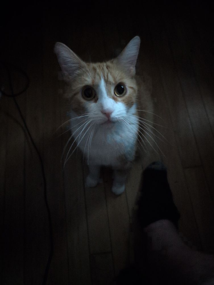 An orange shorthair with green eyes sits while staring at the camera. It is dark, the glow of a monitor lighting up his face. His whiskers are prominent. He is adorable. 
