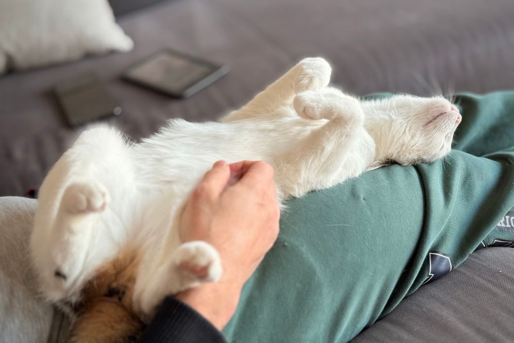 Small upside down cat with folded up pawsies