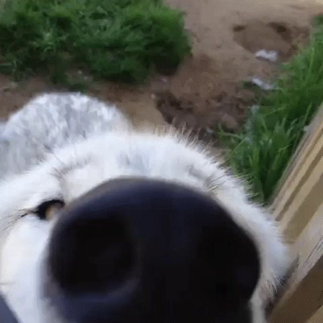 a close up of a wolf 's nose looking at the camera while standing in the grass .